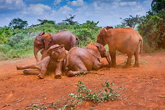Baby African Elephants Playing In The Dust