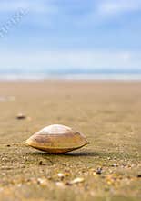 Rayed Trough Shelled Mollusc (Mactra stultorum)