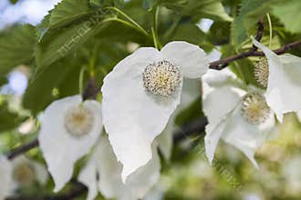 Davidia involucrata or handkerchief tree with flowers