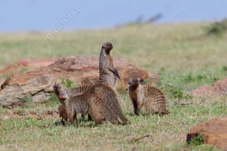 Alert Banded Mongoose