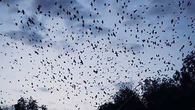 Thousands of birds flying over the forest