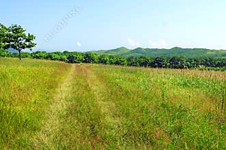 Summer country road landscape
