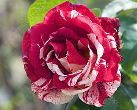 Nice rose