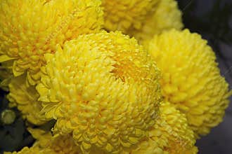 Yellow flowers
