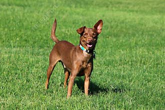 Dog Standing in the Grass
