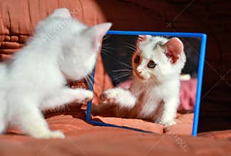 Kitten at the mirror