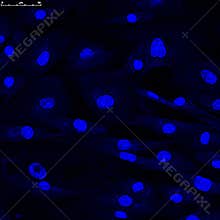 Confocal microscopy of fibroblasts nuclei