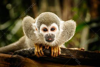 Squirrel monkey