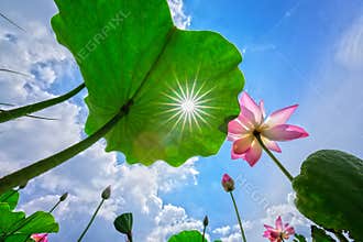 Sun through leaves of lotus garden