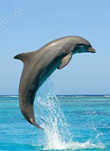 Dolphin