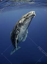 Humpback Whale at the Surface