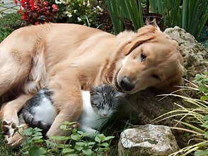 Dog and cat