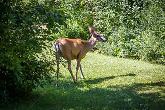 Mule Deer Buck standing in the bushes under sunlight