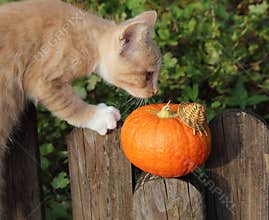 KITTEN RED ON THE FENCE IN THE GARDEN WITH PUMPKIN