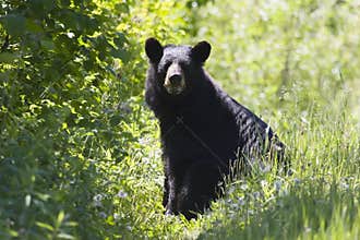 Black Bear