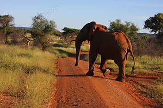 Elephant Crosses Road