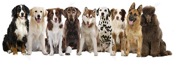 Group of different large dog breeds