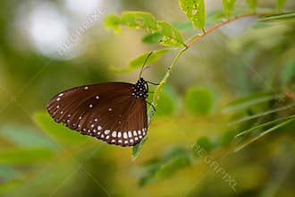 Tropical butterfly. Bai Orchid and Butterfly farm. Mae Rim. Chiang Mai province. Thailand