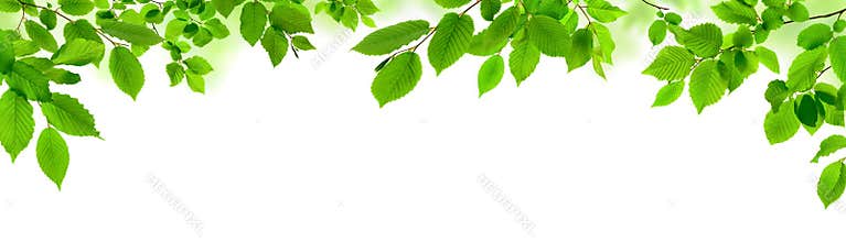 Green leaves on white as a wide border