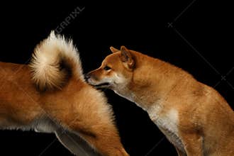 Two Shiba inu Dogs, Isolated Black Background