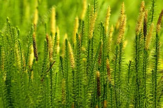 Huperzia, fir moss, medicinal plant in a forest,remedy against Alzheimer`s disease