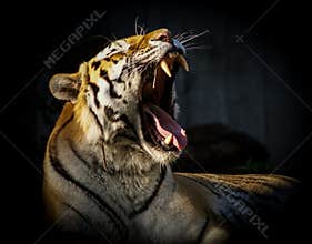 Big male tiger yawning with teeth against dark background