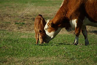 Cow and calf in pasture 4