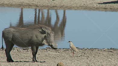 Warthog and bird
