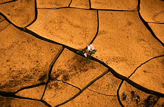 Flower in desert