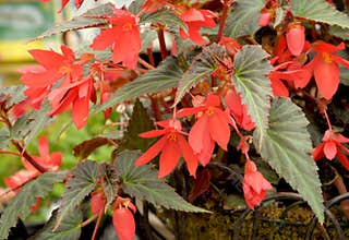 Begonia boliviensis