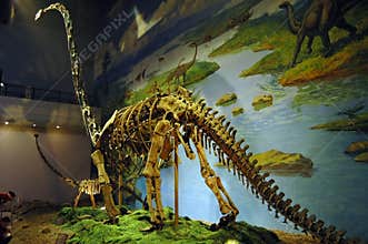 Dinosaur fossil
