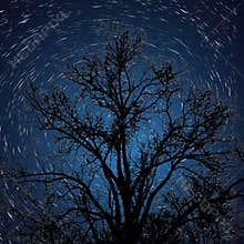Star Trail with Silhouetted Tree