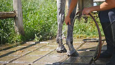 Young man cleaning the horse by a hose with water stream outdoor. Horse getting cleaned. Guy cleaning legs of the horse