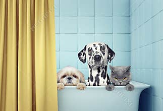 Two dogs and cat in the bath