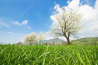 Cherry trees with white blossom in a green field