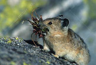 Pika with Mouthful
