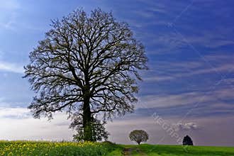 Solitary oak tree in countryside, spring season nature background