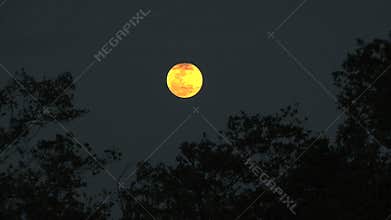 Full moon with trees