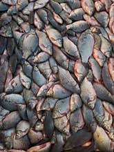 Crowded fish on fish market