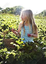 Cultivate Garden Nature Seasonal Growth Concept