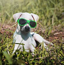 Dog Friend Cute Canine Smiling Concept