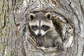 Little Raccoon Peeking our of Hole in Tree