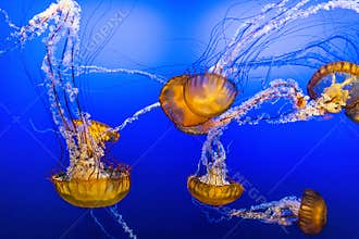 Jelly Fish in Blue Water