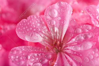 Pink geranium flowers with water droplets