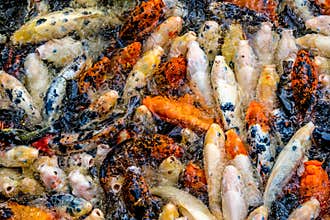 Koi fish in a pond / river