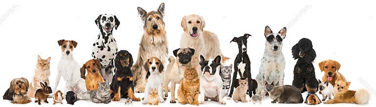 Many pets