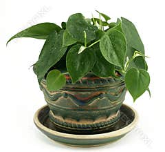 Potted Philodendron Houseplant on White
