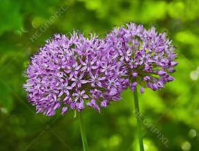 Allium Purple Sensation in the Garden