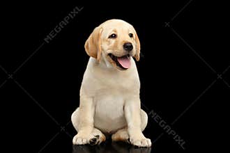 Golden Labrador Retriever puppy isolated on black background