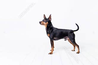 Toy terrier on white background
